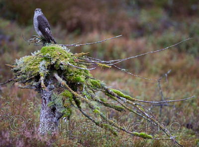 BB 11 0198 / Accipiter nisus / Spurvehauk